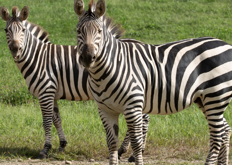 A pair of zebras grazing in a lush green field, surrounded by tall grass and a bright sky.